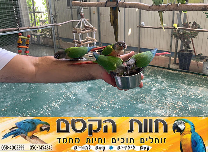 جديد في كفر قاسم - חוות הקסם